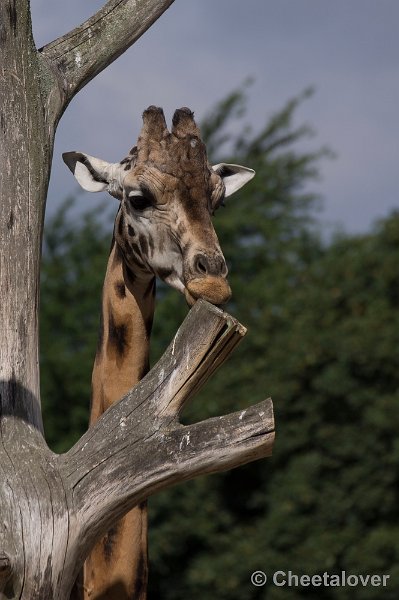 _DSC0959.JPG - Giraffe