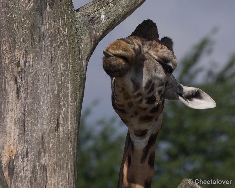 _DSC0961.JPG - Giraffe
