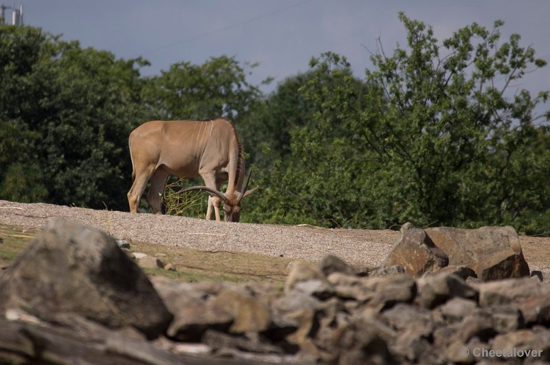 _DSC0990.JPG - Elandantilope