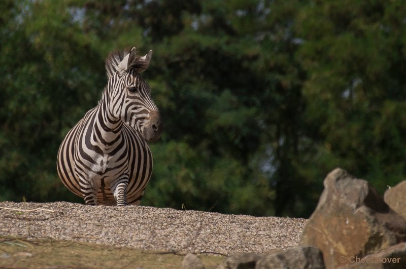 _DSC0994.JPG - Zebra