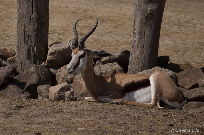_DSC1040.JPG - Springbok