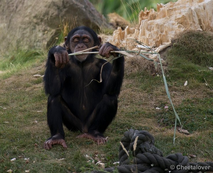 _DSC1079.JPG - Chimpansee