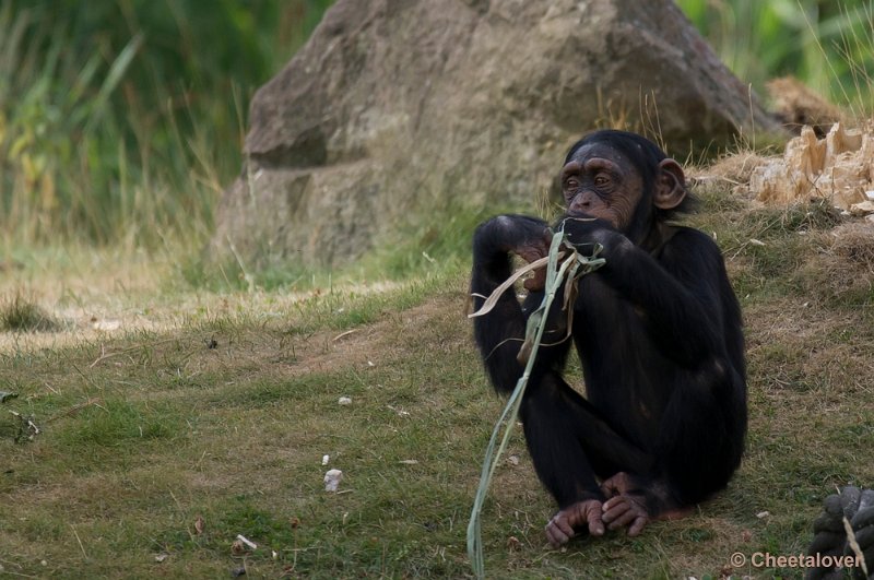 _DSC1080.JPG - Chimpansee