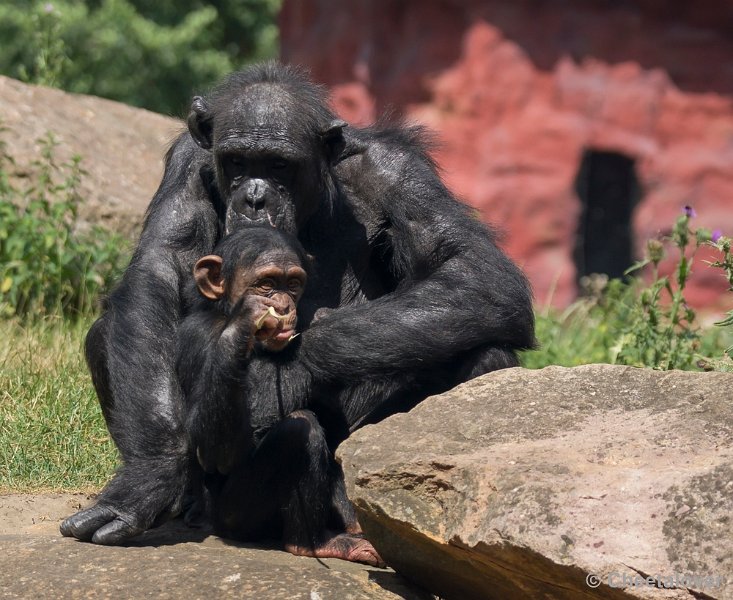 _DSC1127.JPG - Chimpansee