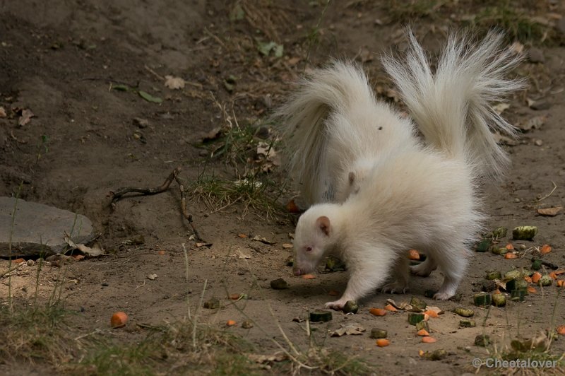 _DSC1161.JPG - Stinkdier