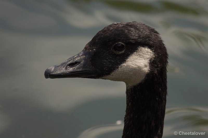 _DSC1165.JPG - Canadese Gans