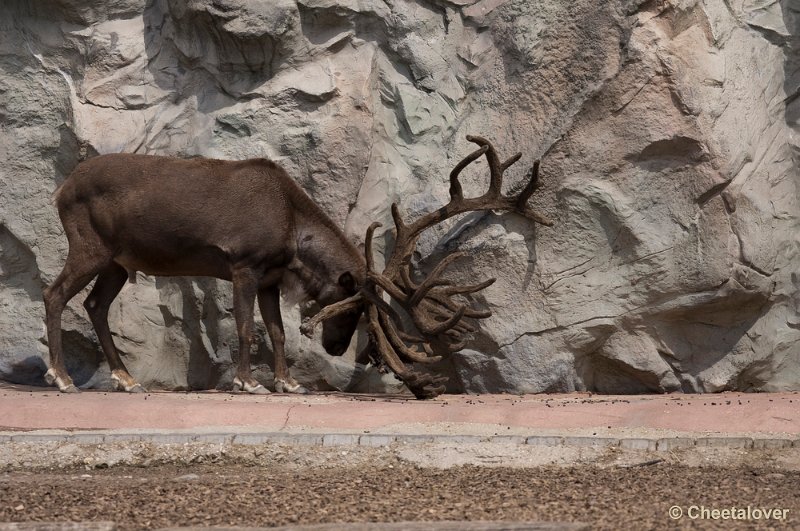 _DSC1171.JPG - Eland met een heeeeeeeeel groot gewei