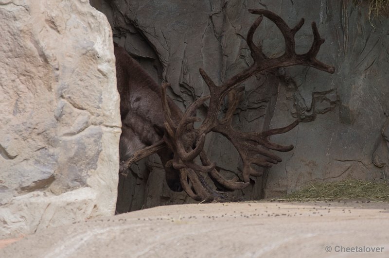_DSC1179.JPG - Eland met een heeeeeeeeel groot gewei