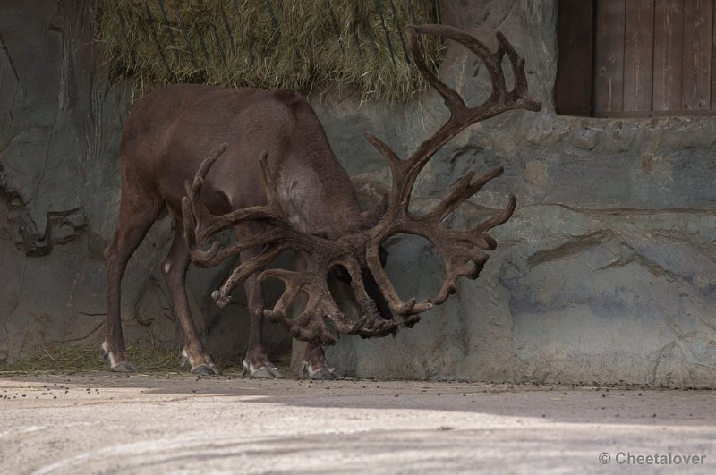 _DSC1180.JPG - Eland met een heeeeeeeeel groot gewei