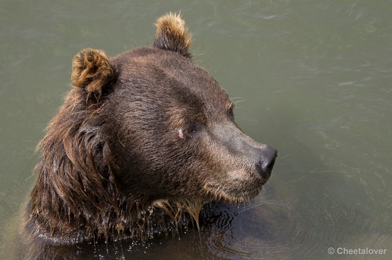 _DSC1193.JPG - Kodiak Beer