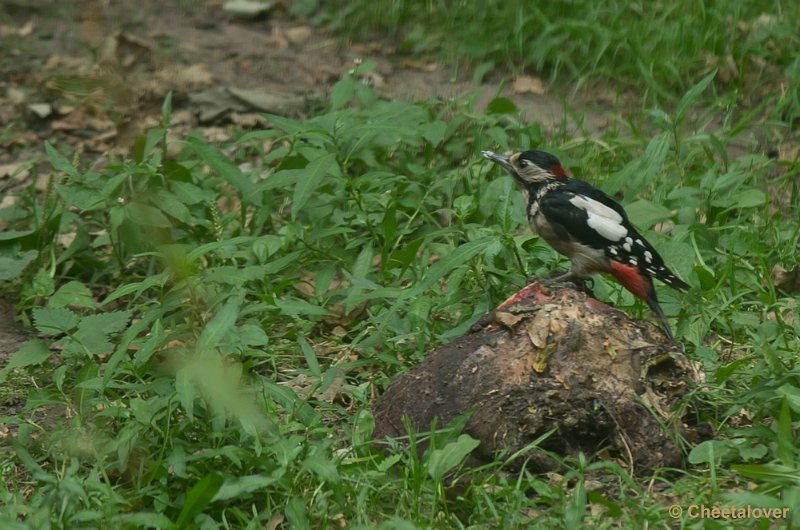 _DSC1250.JPG - Kleine Bonte Specht
