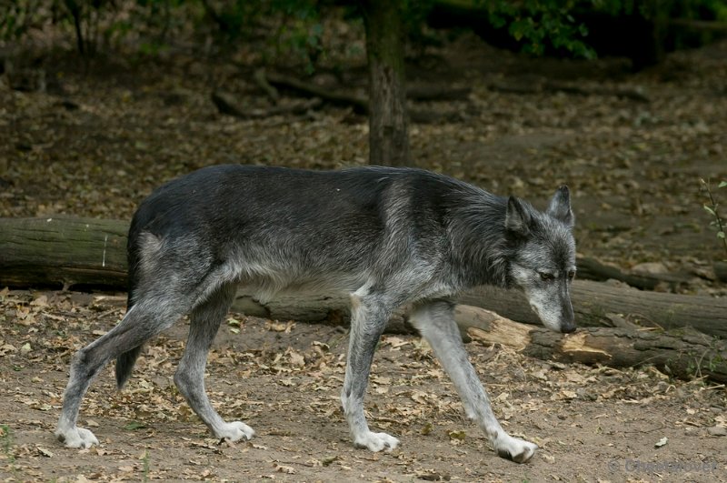 _DSC1260.JPG - Wolf