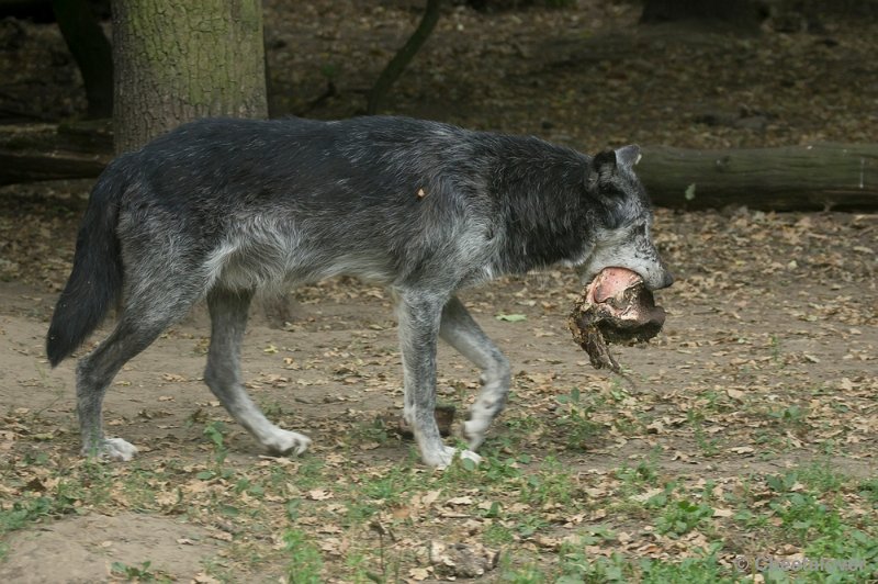 _DSC1264.JPG - Wolf
