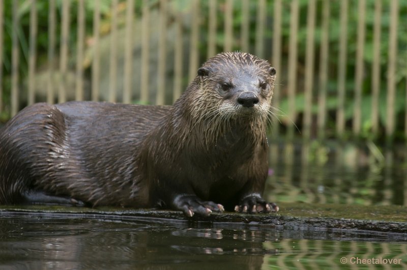 _DSC1269.JPG - Otter