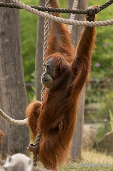 _DSC1280.JPG - Orang Oetan