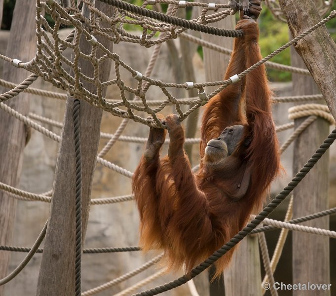 _DSC1311.JPG - Orang Oetan