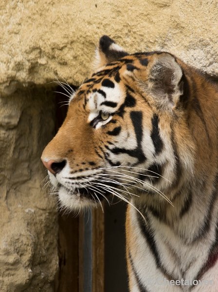 _DSC1350.JPG - Tijger