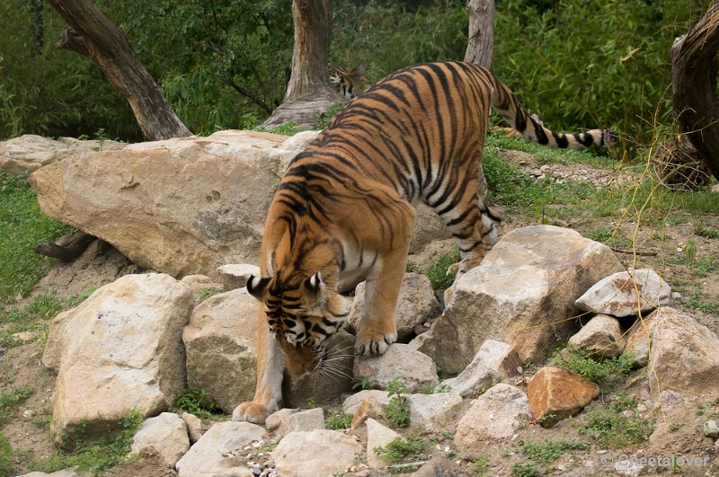 _DSC1370.JPG - Tijger