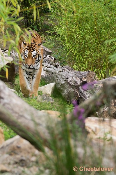_DSC1388.JPG - Tijger