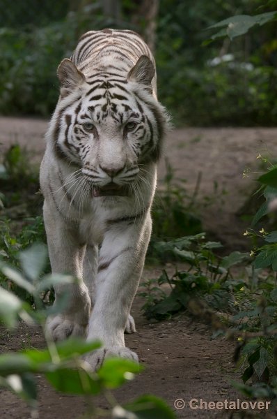 _DSC1436.JPG - Witte Tijger