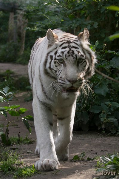 _DSC1448.JPG - Witte Tijger