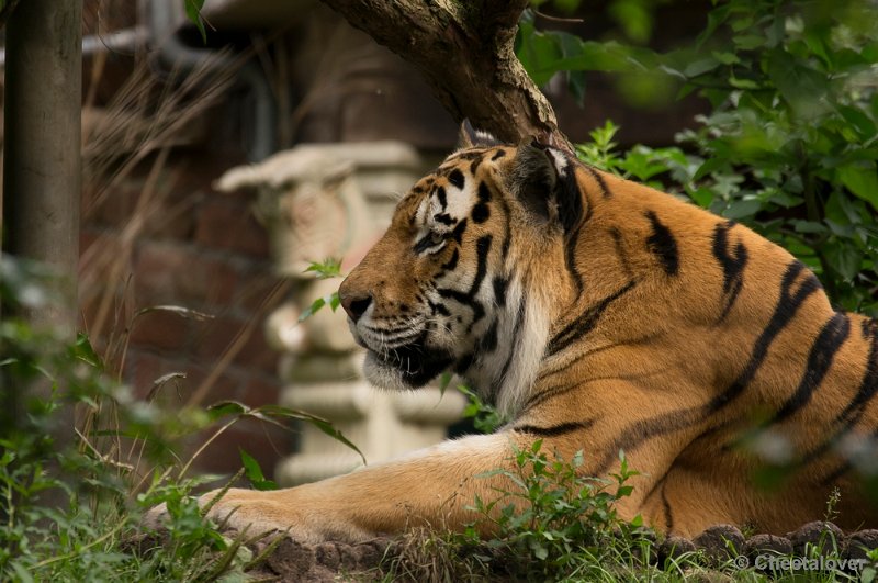 _DSC1460.JPG - Siberische Tijger