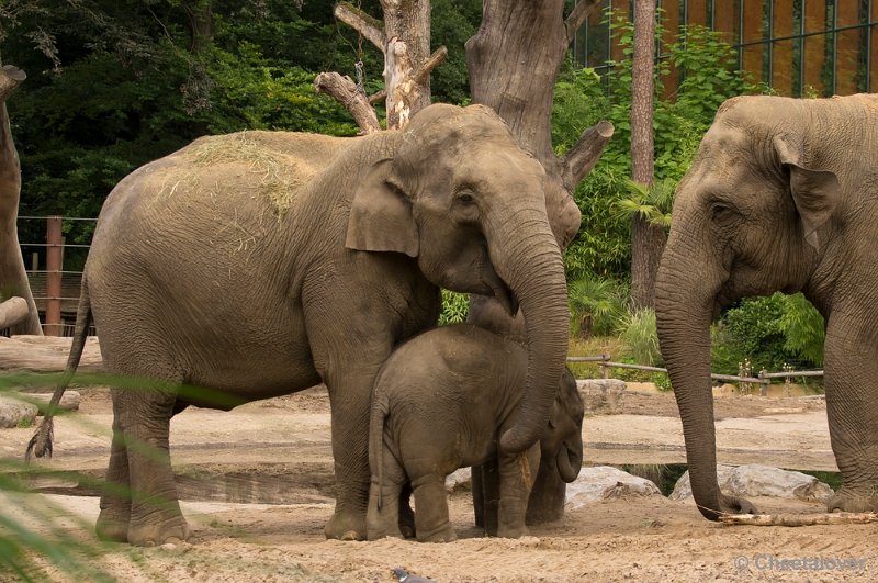 _DSC1467.JPG - Aziatische Olifant