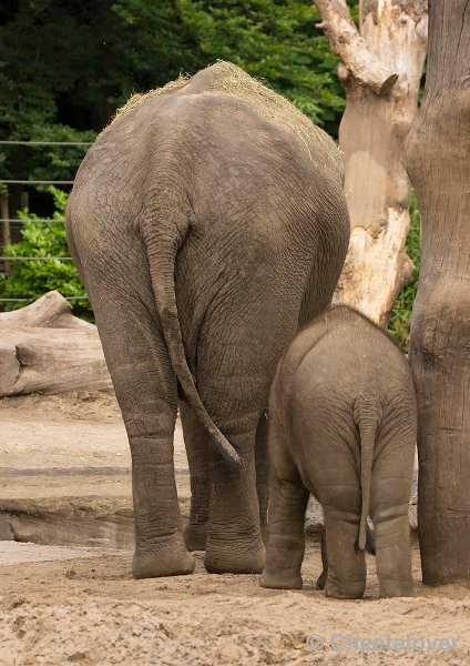 _DSC1473.JPG - Aziatische Olifant