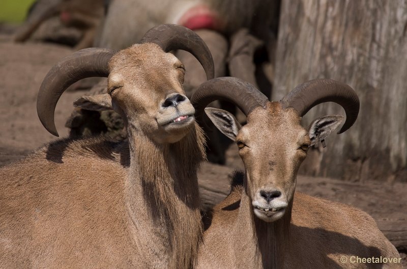 _DSC1548.JPG - Manenschaap