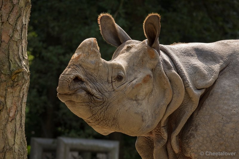 _DSC1681.JPG - Indische Neushoorn