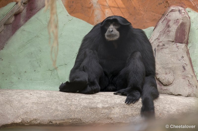 _DSC1692.JPG - Siamang