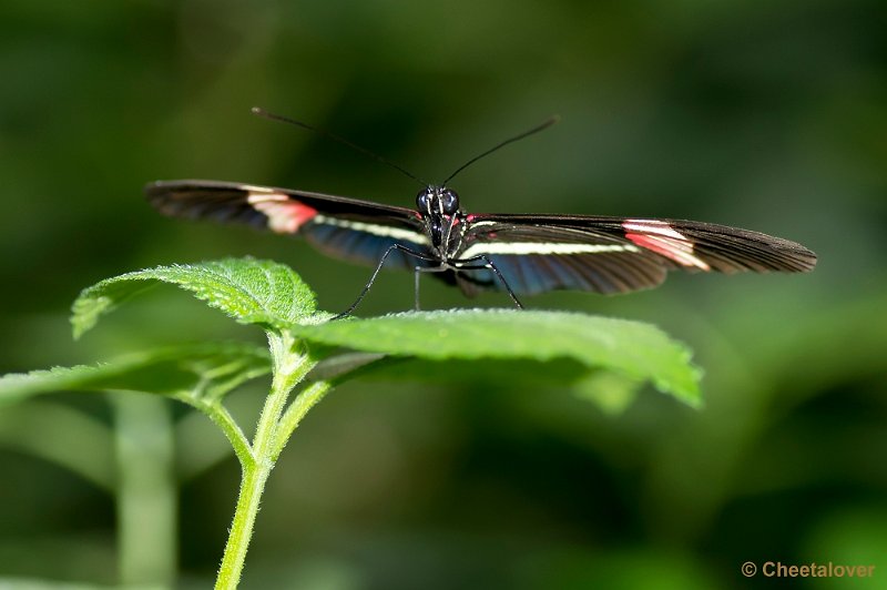 _DSC5544.JPG - Heliconius erato