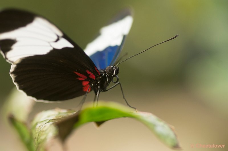 _DSC5592.JPG - Heliconius sapho