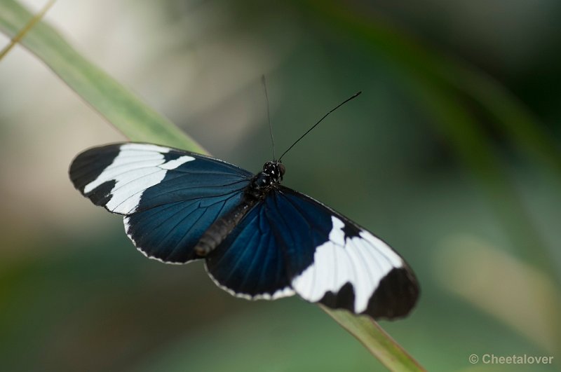 _DSC5614.JPG - Heliconius sapho