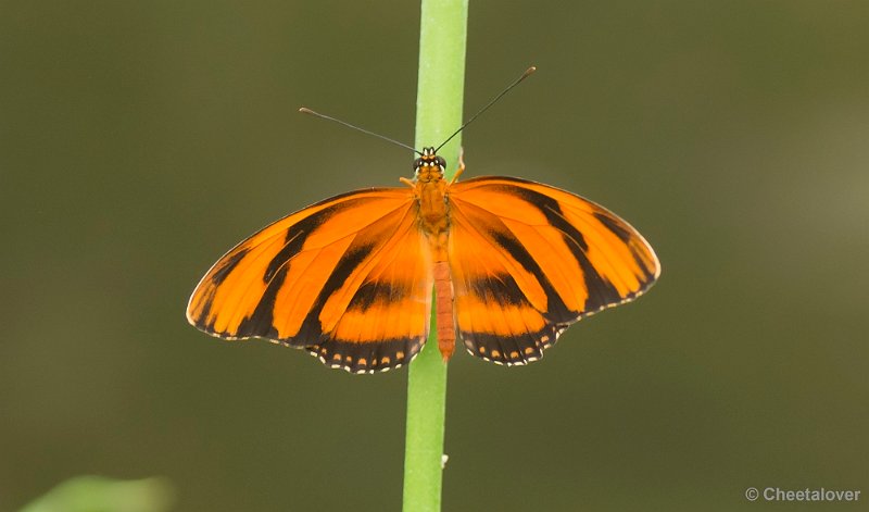 _DSC5673.JPG - Dryadula phaetusa