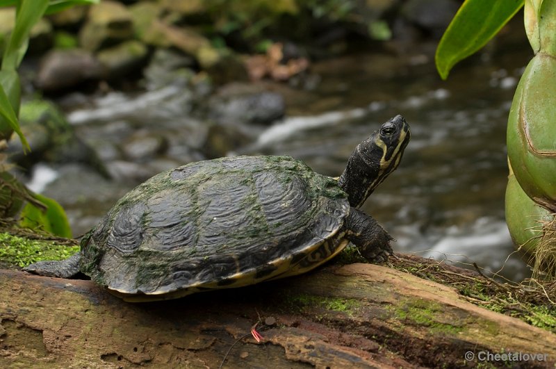 _DSC5746.JPG - Schildpad