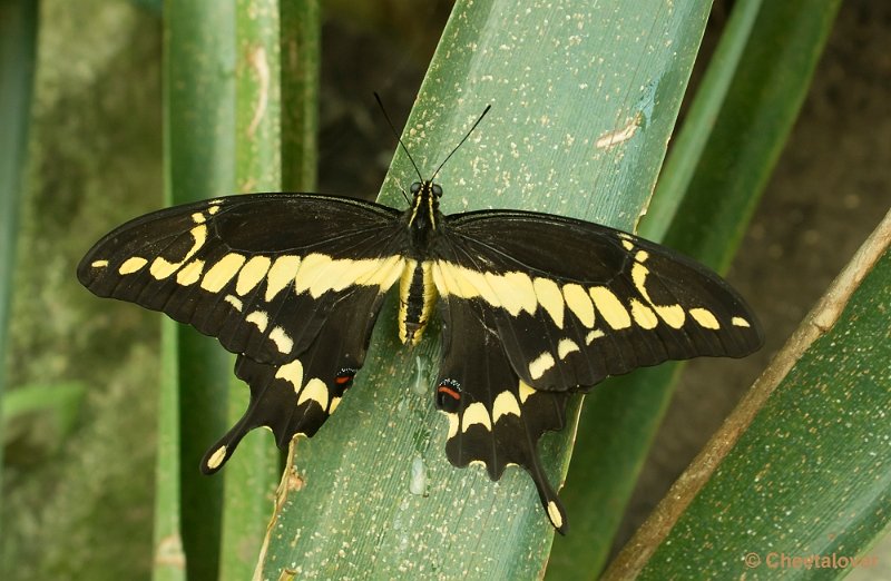 _DSC5840.JPG - Papilio cresphontes