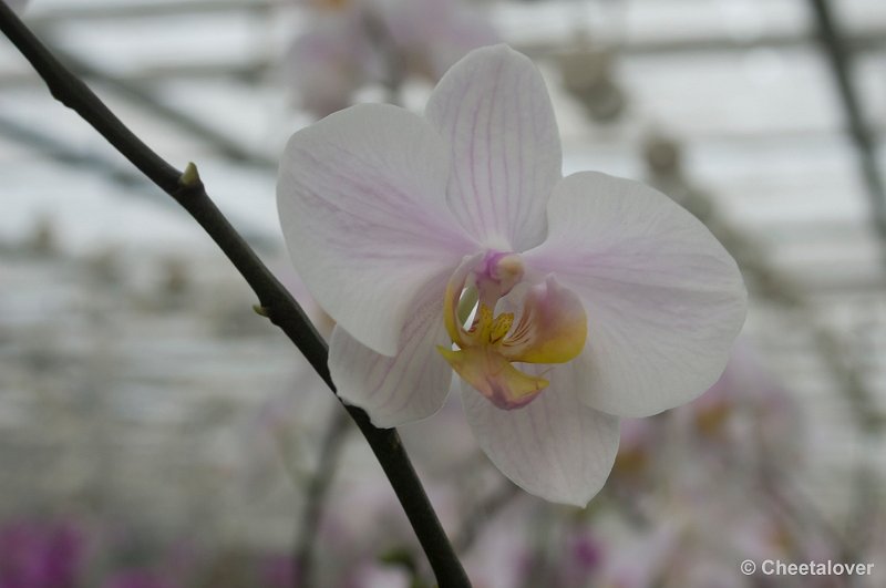 _DSC5866.JPG - Orchidee