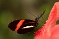 _DSC5631