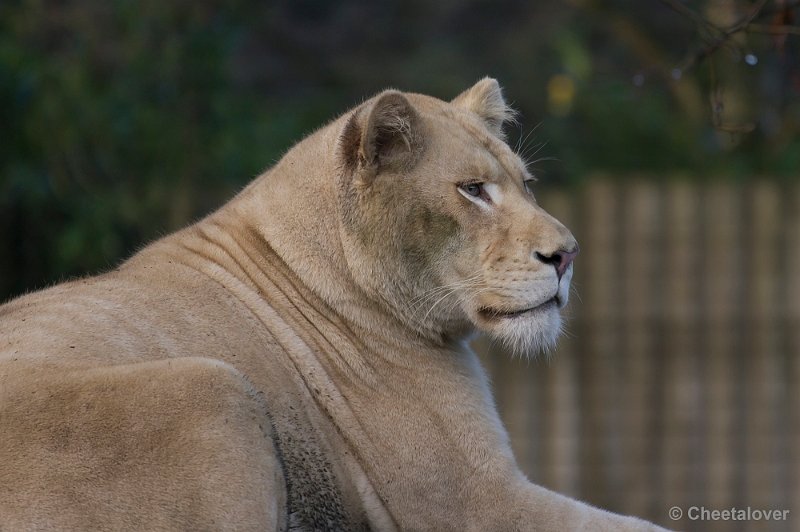 _DSC6519.JPG - Witte Leeuw