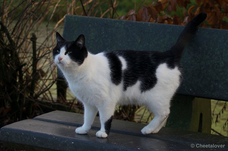 _DSC6520.JPG - Poes