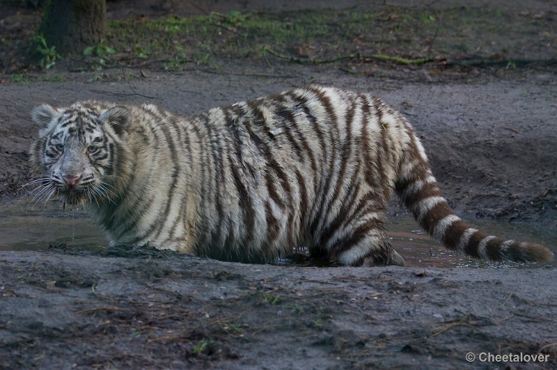 _DSC6551.JPG - Witte Tijger