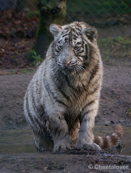 _DSC6554.JPG - Witte Tijger