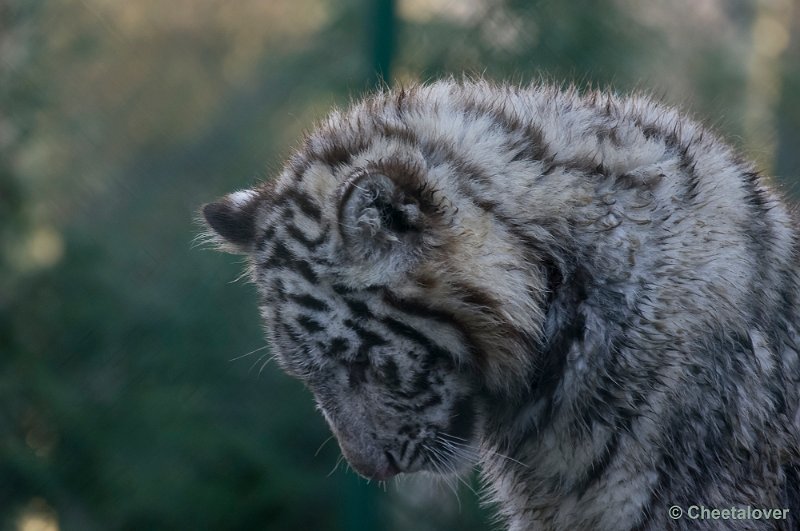 _DSC6599.JPG - Witte Tijger