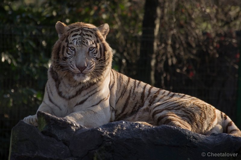 _DSC6625.JPG - Witte Tijger