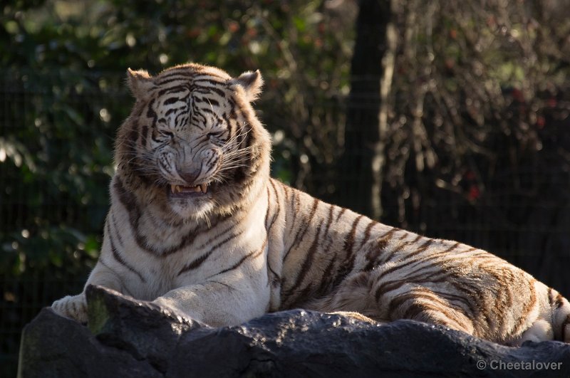 _DSC6626.JPG - Witte Tijger7