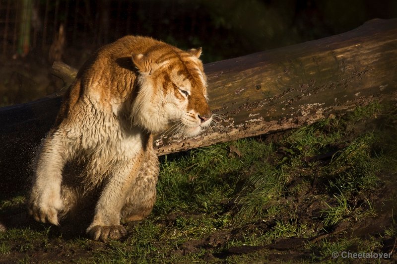 _DSC6627.JPG - Gouden Tijger