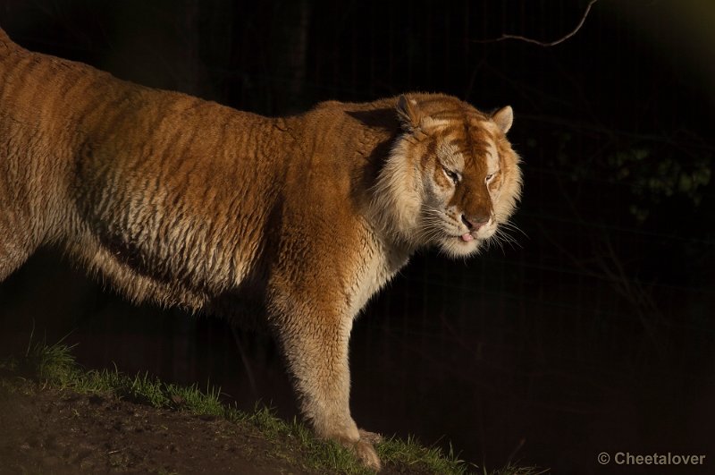 _DSC6649.JPG - Gouden Tijger