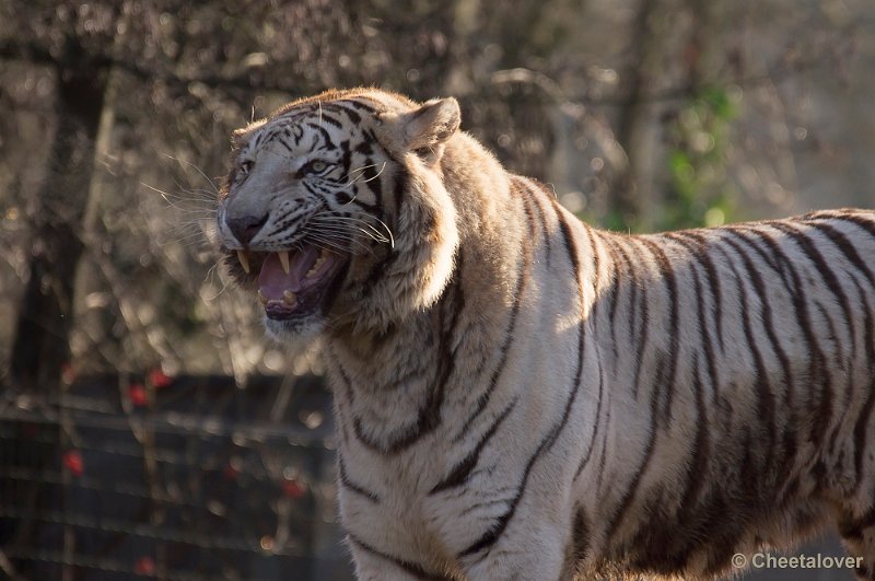 _DSC6650.JPG - Witte Tijger