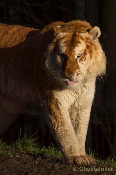 _DSC6653.JPG - Gouden Tijger
